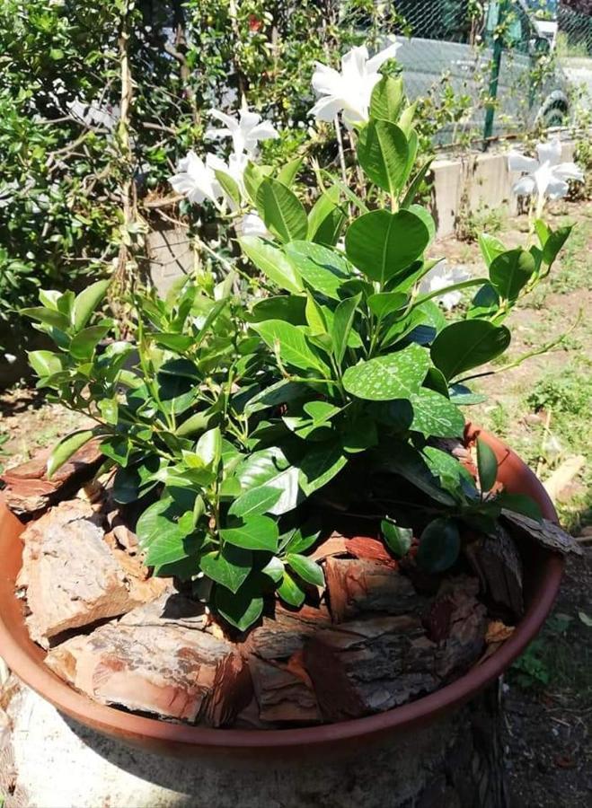 Ca Du Angiulin Ξενοδοχείο Casarza Ligure Εξωτερικό φωτογραφία